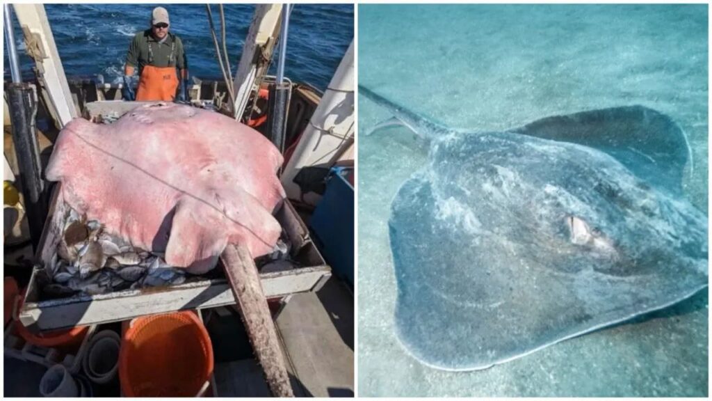 Capturan una enorme mantarraya de casi dos metros de largo