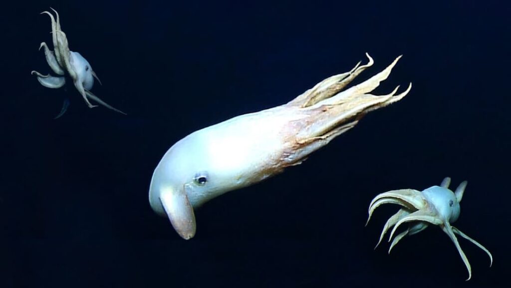 Filman a gran profundidad raras imágenes de un pulpo de aspecto fantasmal