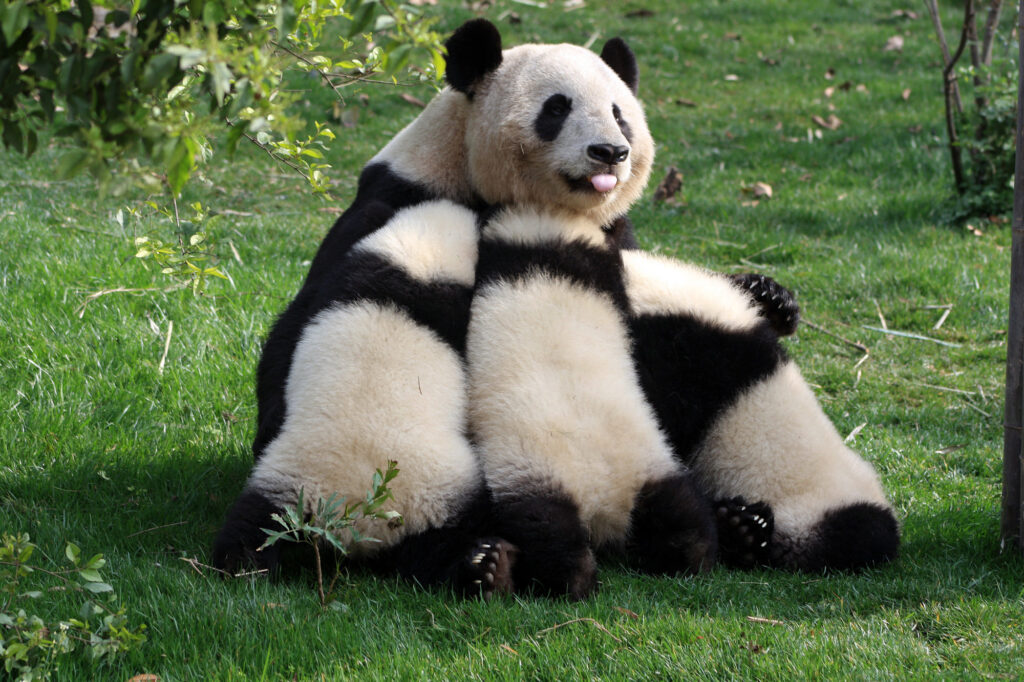 Pandas gigantes 