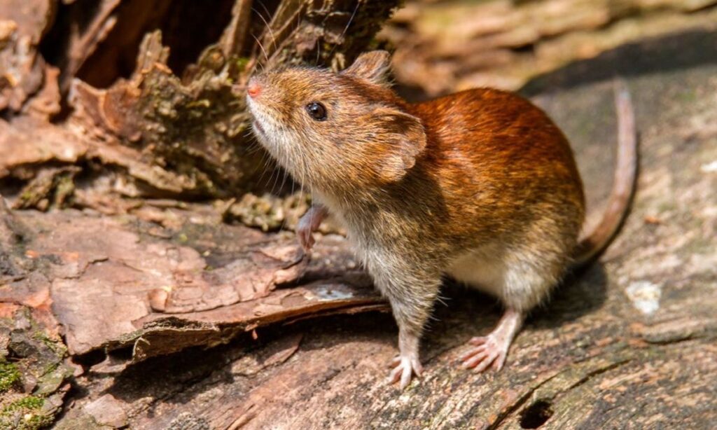 Hantavirus