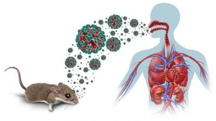 Virus Andes
