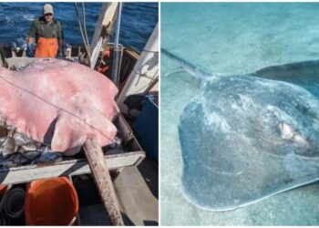 Capturan una enorme mantarraya de casi dos metros de largo