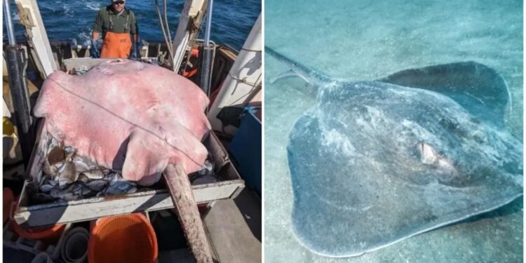 Capturan una enorme mantarraya de casi dos metros de largo