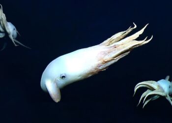 Filman a gran profundidad raras imágenes de un pulpo de aspecto fantasmal