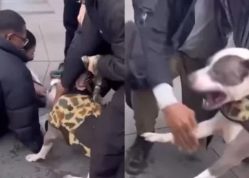 ¡Imágenes sensibles! Un bebé de apenas un añito es atacado por un pitbull en una calle de New York