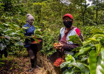 Con mano de obra 100% local avanza el corte del café en las fincas de Belén Gualcho, Ocotepeque