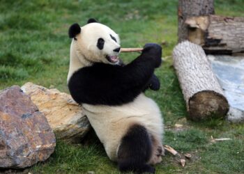 Pandas gigantes