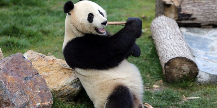 Pandas gigantes