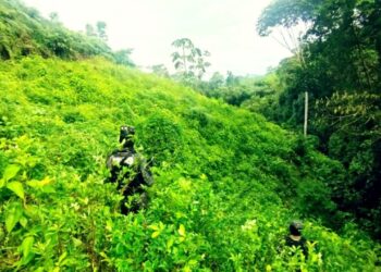 Aseguran 16 mil arbustos de coca en montaña de Colón