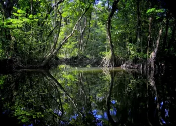 Más de cien defensores del medioambiente han sido asesinados en el país desde el año 2015