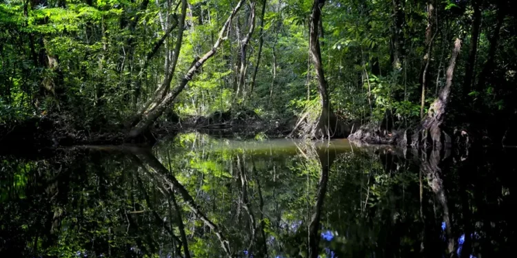 Más de cien defensores del medioambiente han sido asesinados en el país desde el año 2015