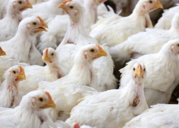 ¡Año nuevo, precio nuevo! Un lempira aumentaría la libra de pollo a partir del lunes