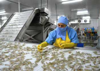 “Volvemos a un mercado que paga lo justo”, productores de camarón celebran posible apertura de comercio con Taiwán