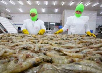 ¡Prefieren a Taiwán! Industria camaronera mantiene la esperanza de abrirse de nuevo al mercado y recuperar cuantiosas pérdidas