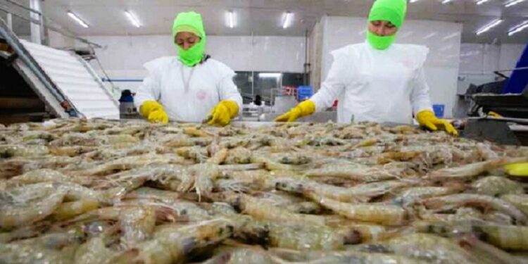 ¡Prefieren a Taiwán! Industria camaronera mantiene la esperanza de abrirse de nuevo al mercado y recuperar cuantiosas pérdidas