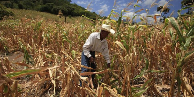 Inseguridad Alimentaria
