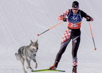 Un perro lobo cruzó la meta en la recta final de la prueba de esquí de fondo y se llevó todas las miradas en la meta