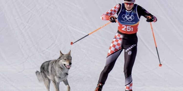 Un perro lobo cruzó la meta en la recta final de la prueba de esquí de fondo y se llevó todas las miradas en la meta