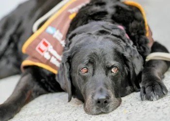 Eika, el primer perro de apoyo que ayuda a declarar a una víctima de violencia de género
