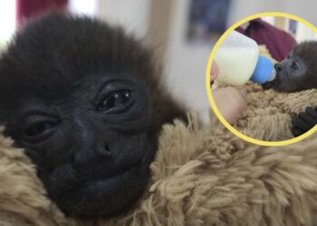 ¡Punch Catracho! Una cría de mono aullador que fue rescatada en Atlántida