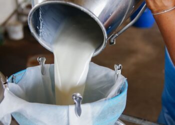 ¡Negativo! Entre un 30% y 40% ha bajado la producción de leche en Olancho, por los altos costos