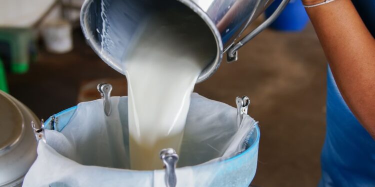 ¡Negativo! Entre un 30% y 40% ha bajado la producción de leche en Olancho, por los altos costos