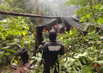 ¡No para el cultivo! Erradican 16 mil arbustos de coca en Colón
