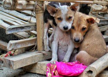 ¡Repudiable! Marruecos intensifica sacrificio de perros callejeros previo al Mundial 2030