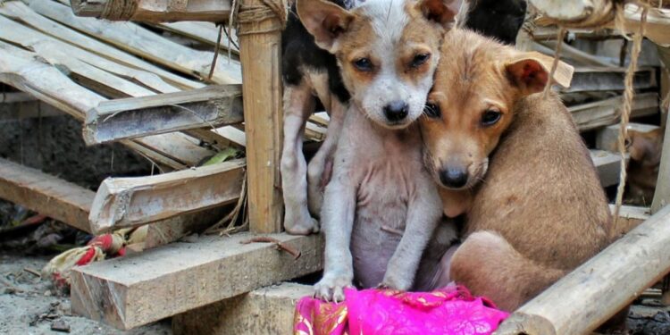 ¡Repudiable! Marruecos intensifica sacrificio de perros callejeros previo al Mundial 2030
