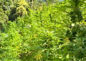 Aseguran plantaciones de coca y marihuana en Colón