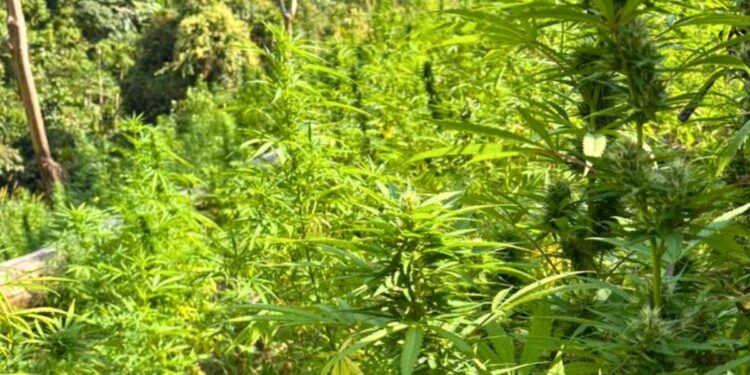 Aseguran plantaciones de coca y marihuana en Colón