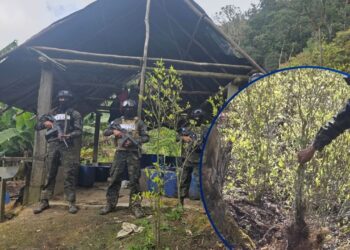 Erradican 22 mil arbustos de coca en Parque Nacional de Tocoa