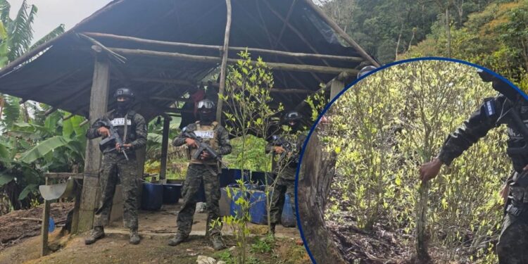 Erradican 22 mil arbustos de coca en Parque Nacional de Tocoa