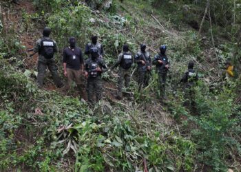 Localizan 9 mil plantas de coca entre La Masica y Olanchito