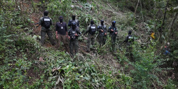 Localizan 9 mil plantas de coca entre La Masica y Olanchito