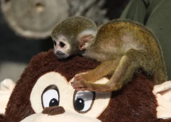 Bautizan como el Punch peruano a mono rescatado del tráfico de animales en la Amazonía