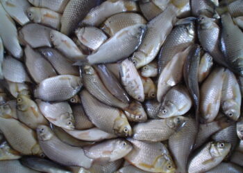 ¡Sube el precio del pescado en Tegucigalpa! La libra registra incremento de 5 a 10 lempiras en mercados capitalinos