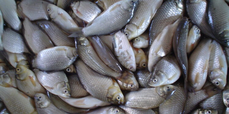 ¡Sube el precio del pescado en Tegucigalpa! La libra registra incremento de 5 a 10 lempiras en mercados capitalinos