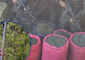 Producción de droga en Colón no se detiene: Aseguran 33 mil arbustos de coca y 11 mil de marihuana