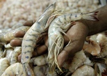 Honduras marca la pauta en la región con un sistema de trazabilidad del camarón de clase mundial