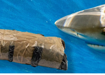 Hallan tiburones con cocaína y fármacos en aguas de Bahamas, alertan científicos