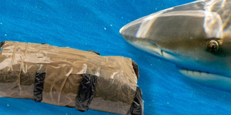 Hallan tiburones con cocaína y fármacos en aguas de Bahamas, alertan científicos