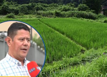 El clima, altos costos y problemas financieros, mantienen en vilo a los productores de arroz