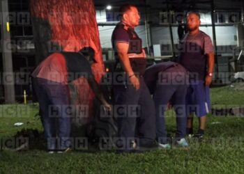 Guardia de seguridad en estado de ebriedad colisiona con un árbol en el bulevar del Norte Móvil de Emergencia SPS