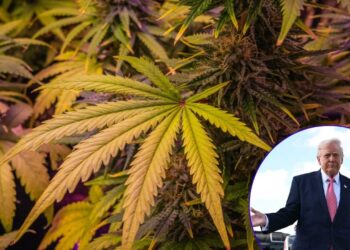 Trump reclasifica la marihuana