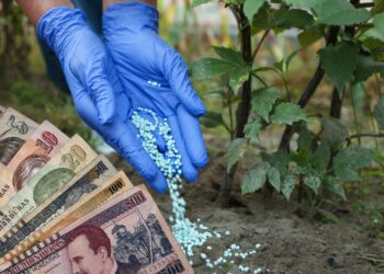 ¡Al borde de una emergencia! Precios de insumos se disparan hasta L 400 y ahogan a productores