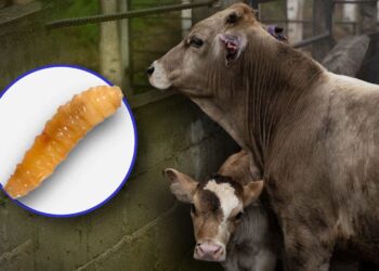 Centroamérica ajusta medidas para controlar el avance del gusano barrenador en animales y personas