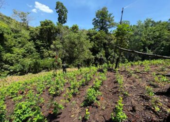 Aseguran 24 mil arbustos de coca en montaña de Bonito Oriental