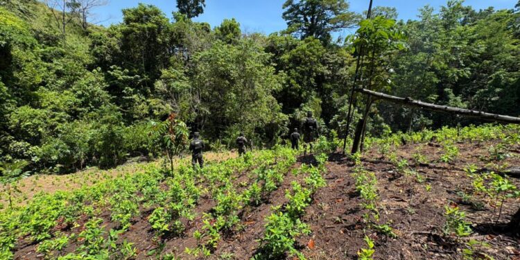 Aseguran 24 mil arbustos de coca en montaña de Bonito Oriental