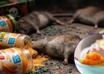 Austria Comida para Bebés Raticida